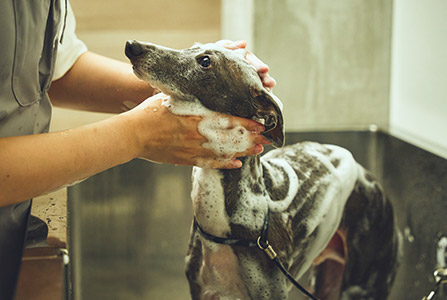 セルフシャンプー