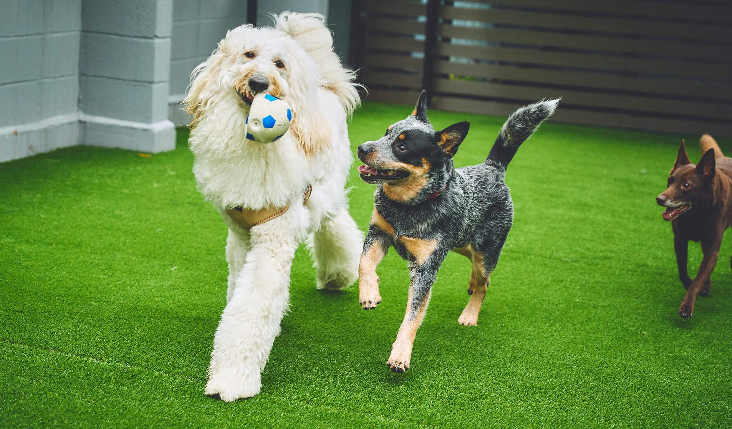 屋根付きドッグラン