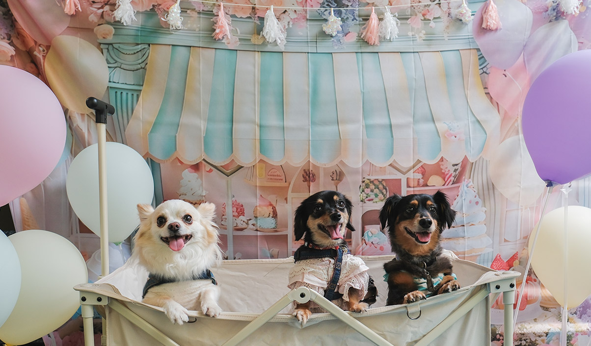 チワックスオフ会開催時の様子